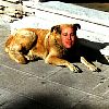 rexdog.jpg